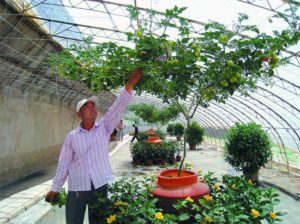 Καλλιέργεια και φροντίδα για ένα δέντρο τομάτας σε εξωτερικούς χώρους
