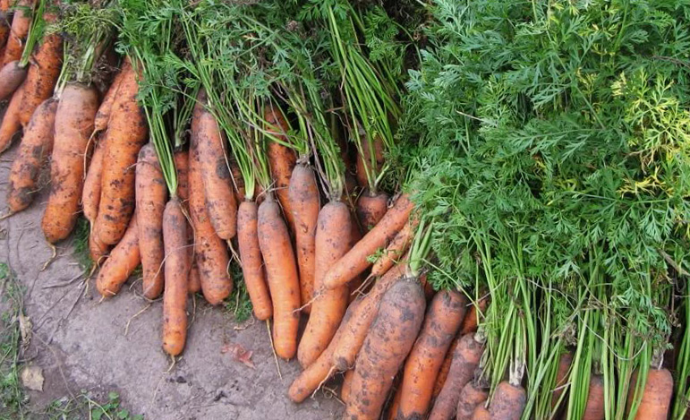 beaucoup de carottes