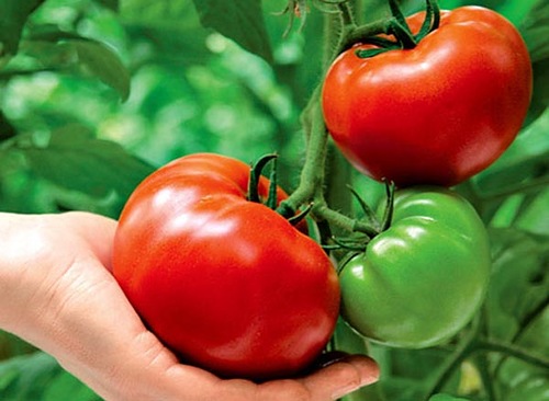 tomaat max in de hand gehouden