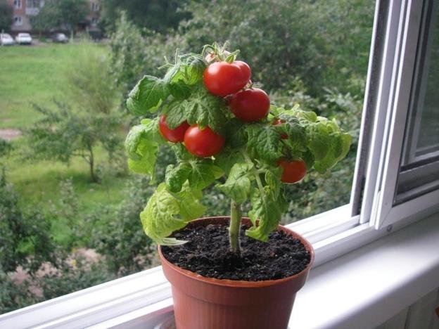 tomater i fönsterbrädan