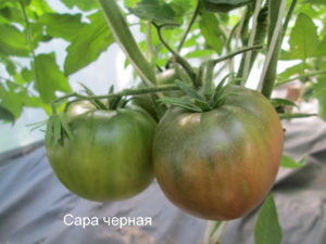 Produktivitet, egenskaper och beskrivning av Samara-tomatsorten