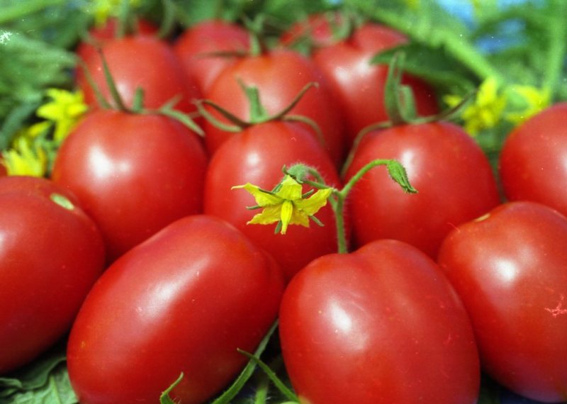 smotanové paradajky