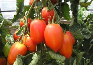 Pomidorų veislės „Grietinėlė“ charakteristikos ir aprašymas, derlius