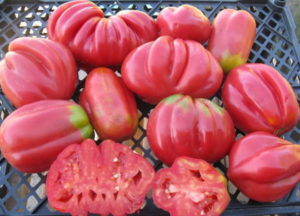 Charakteristiky a vlastnosti starostlivosti o americké rebrované paradajky