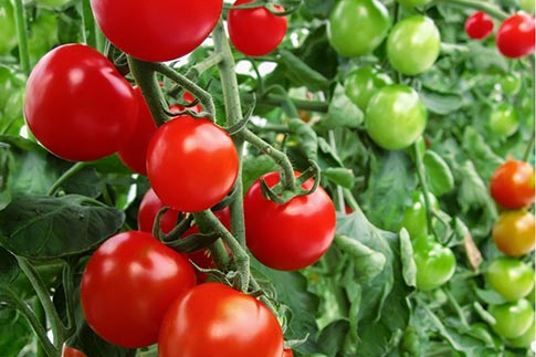 Eigenschaften und Beschreibung der Blagovest-Tomatensorte, deren Ertrag