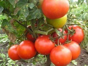 Las mejores y productivas variedades de tomates para las regiones del norte en campo abierto e invernaderos.