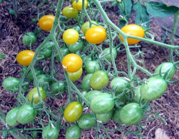 tomaat cascade oranje