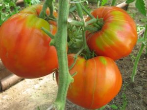Eigenschaften und Beschreibung der Tomatensorte Fleischig zuckerhaltig