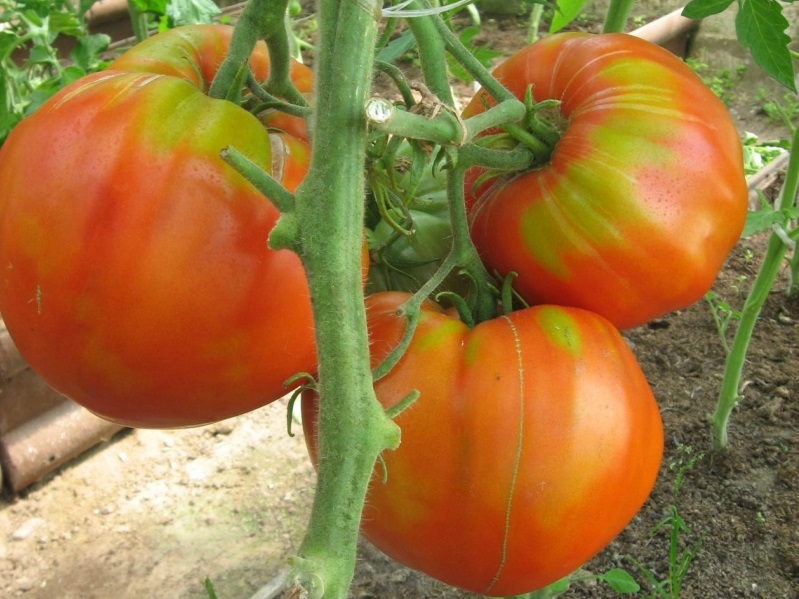 mėsingas pomidoras sode