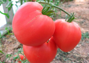 Kuvaus tomaatin viljelyn lajikkeesta, ominaisuuksista ja piirteistä Vaaleanpunainen sydän