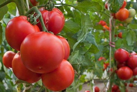 intuición de tomate en el jardín