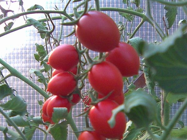 vyšniniai pomidorai šiltnamyje