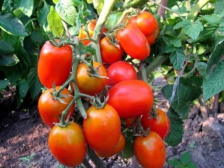 wonder van het beitsen van tomaten