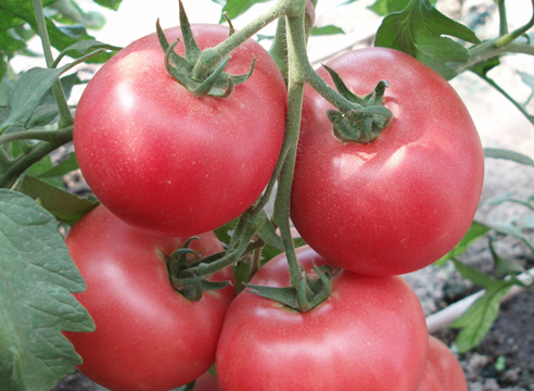 paradajkové kríky prelamované f1
