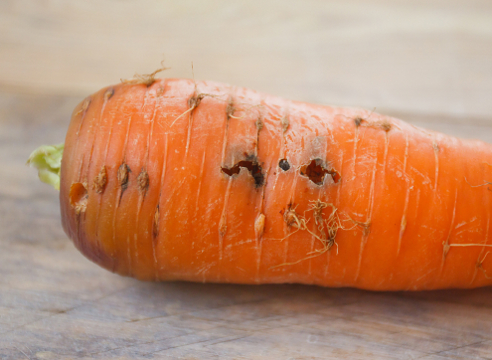 carottes endommagées