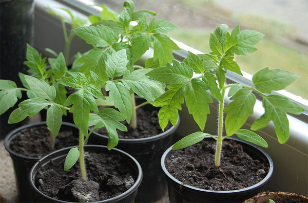 plants de tomates en pots