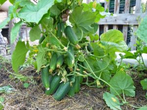 Growing, characterization and description of varieties of bush cucumber for open ground