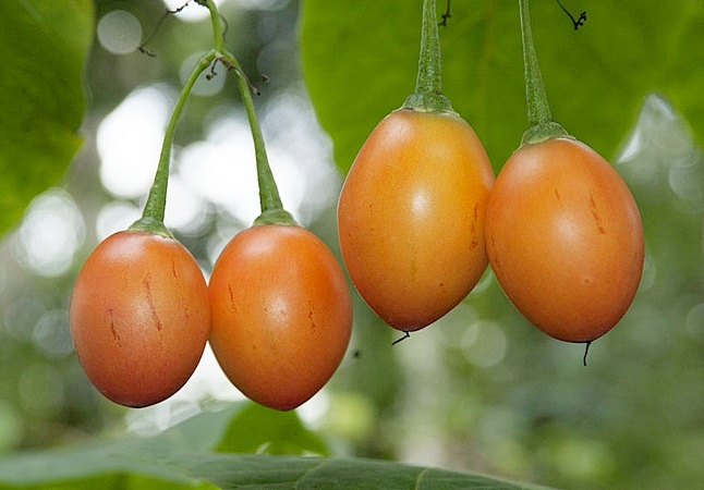 Tomate Tsifomandra Rote Beete