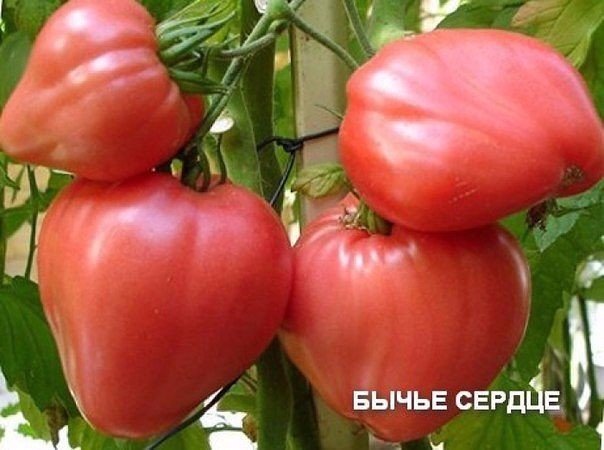 Pomidorų galvijų širdis