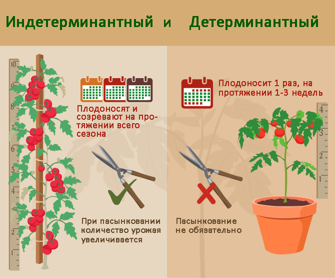 skirtumai tarp lemiančių ir neapibrėžtų pomidorų veislių