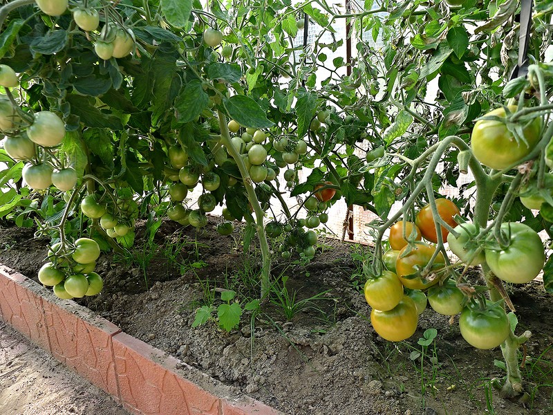tomatenstruiken kabouter