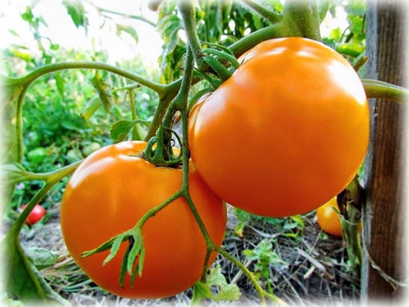 milagro de tomate naranja en el jardín