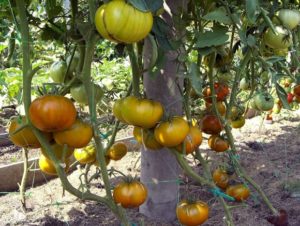 Egenskaper och beskrivning av tomatsorten Malachite box, dess utbyte