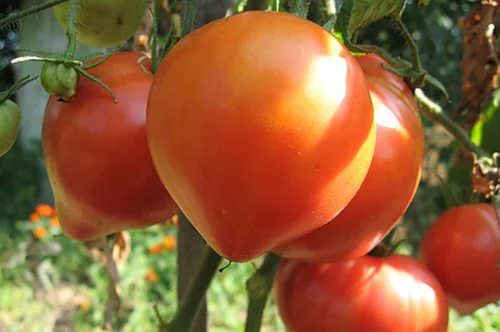 abakano rausvų pomidorų sode