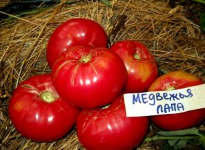Eigenschaften und Beschreibung der Tomatensorte Bärentatze, deren Ertrag