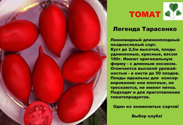 description of tomato legend of tarasenko