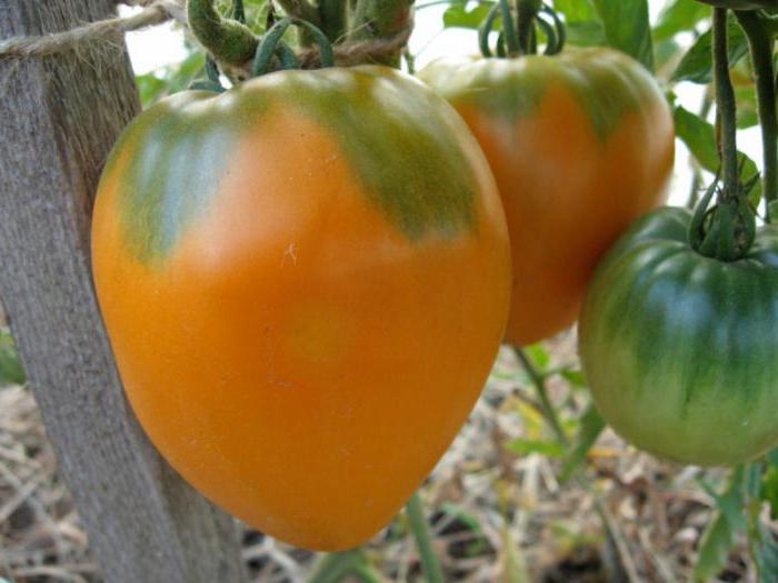 tomatenstruiken honingkuuroorden