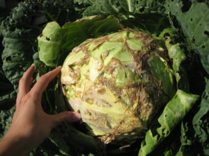 Description of cabbage diseases in the open field, treatment and control of them