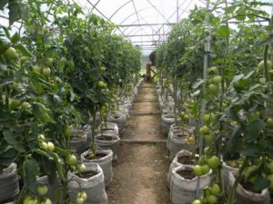 Odrody najlepších a najproduktívnejších paradajok pre Ural v skleníku