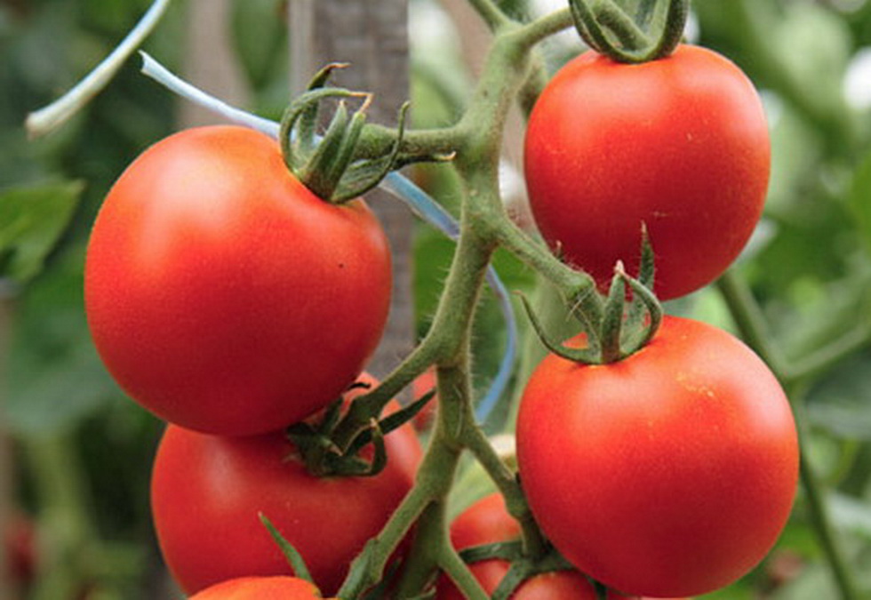 tomate sanya