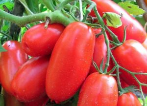 Pomidorų veislės Sibiro troika charakteristikos ir aprašymas, derlius
