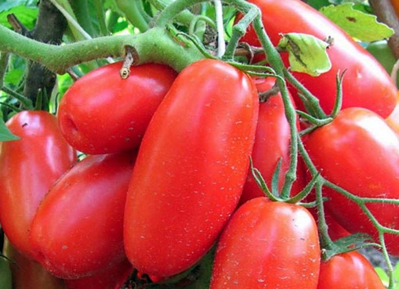Sibiro troikos pomidoro išvaizda