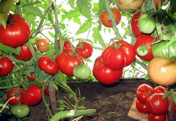 tomatbuskar mormors korg