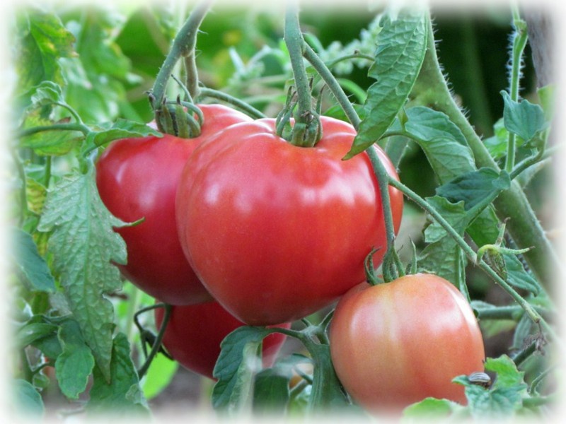 Abakan tomato in the garden