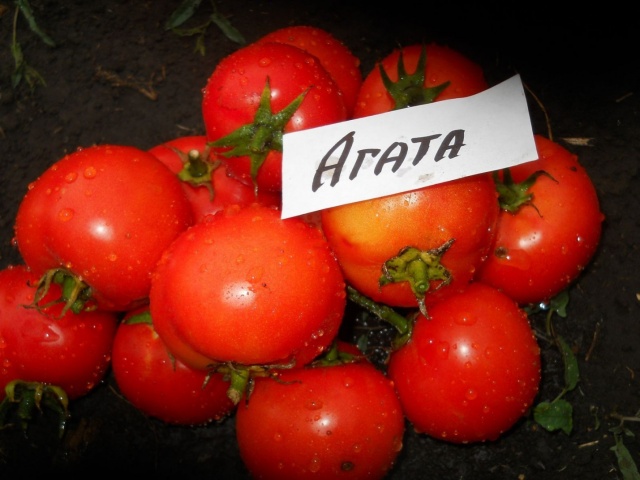 tomate ágata