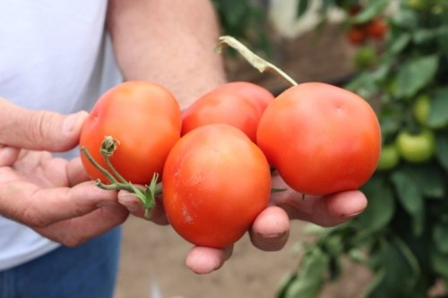 tomaat Ivanhoe F1 in handen