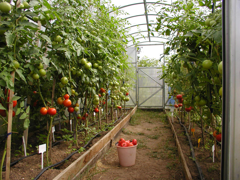 Tomaten im Gewächshaus