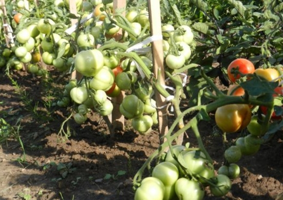 Tomatenbüsche Iljitsch F1