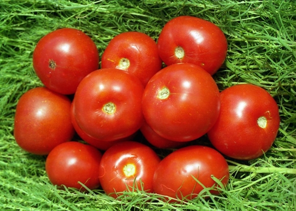 cà chua volgograd chín sớm trên cỏ