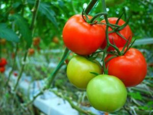 Charakteristika a opis odrody rajčiaka Demidov, jeho výnos