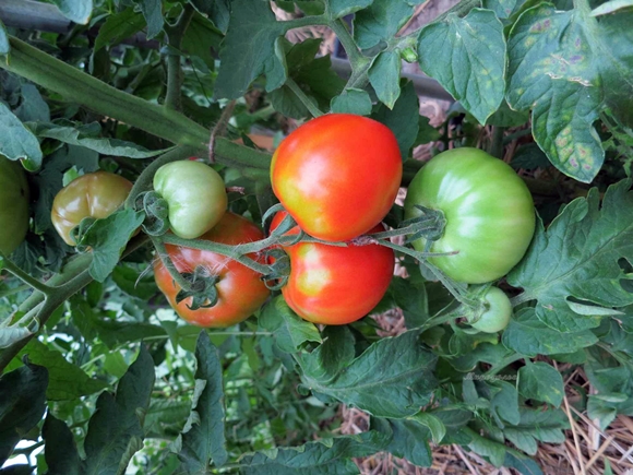 buissons de tomates Moscovite