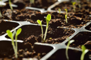 ¿Cómo se puede verificar y determinar la germinación de las semillas de tomate?