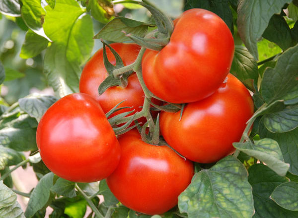 Andromeda Tomatenbüsche