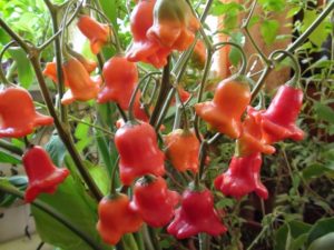 Kenmerken en beschrijving van paprika, hoe deze te laten groeien