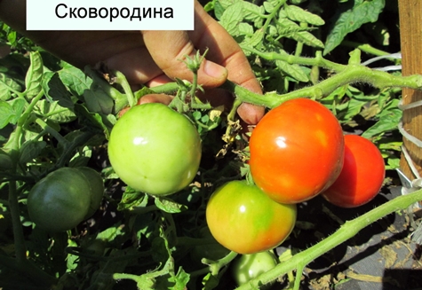 buske tomat Skovorodin