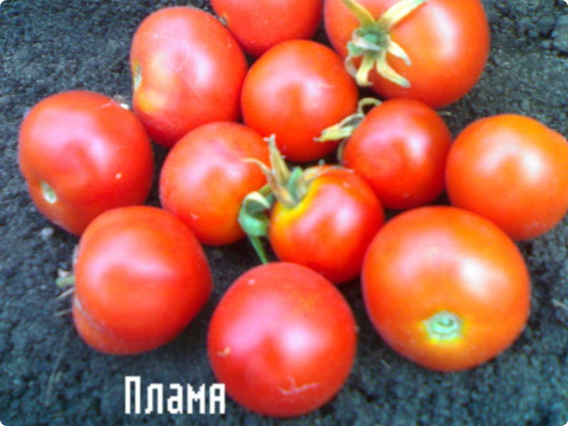 utseendet på tomatflamma